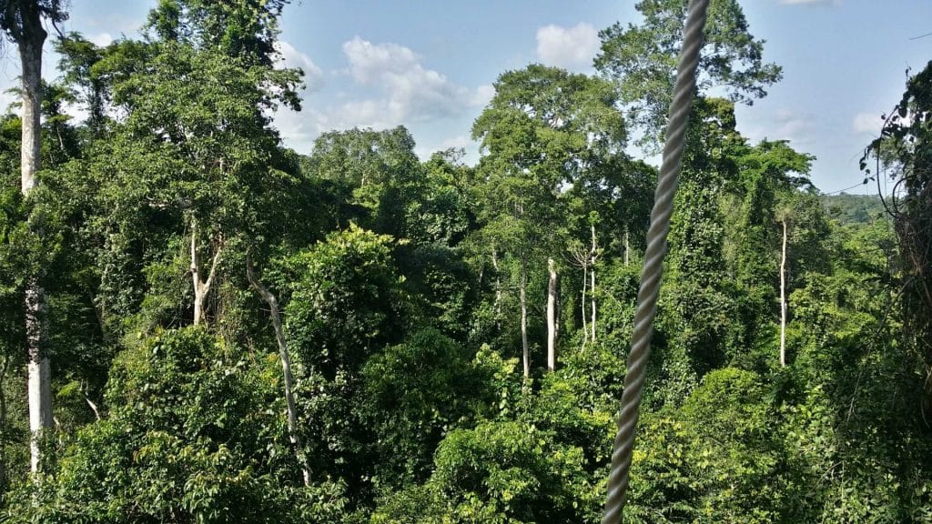 Adaptation climatique basée sur la nature dans les forêts guinéennes d'Afrique de l'Ouest par l'Entraide universitaire mondiale du Canada (EUMC) et le Centre d'étude et de coopération internationale (CECI)