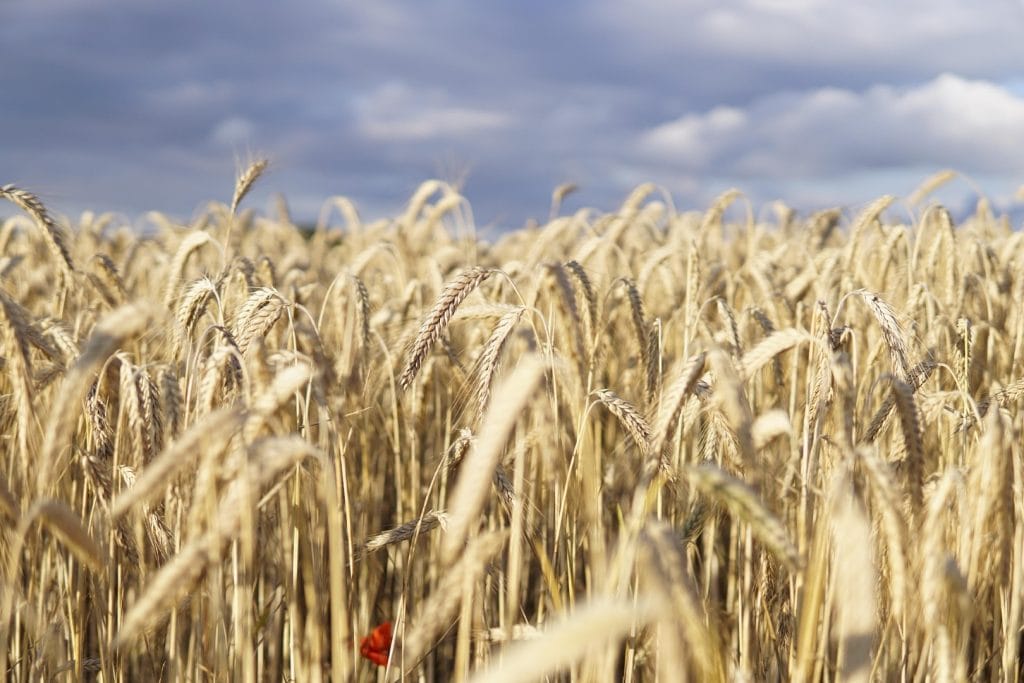 Systèmes alimentaires respectueux de la nature pour l'adaptation au changement climatique par la Banque canadienne de grains