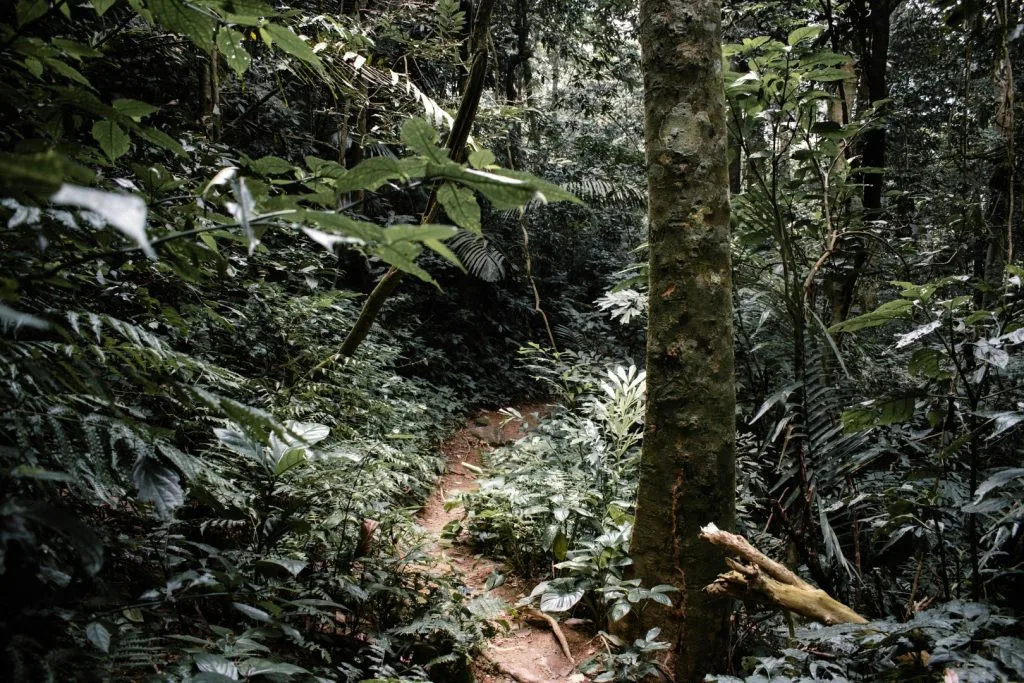ZanzADAPT: Zanzibar Women’s Leadership in Adaptation by Community Forests International