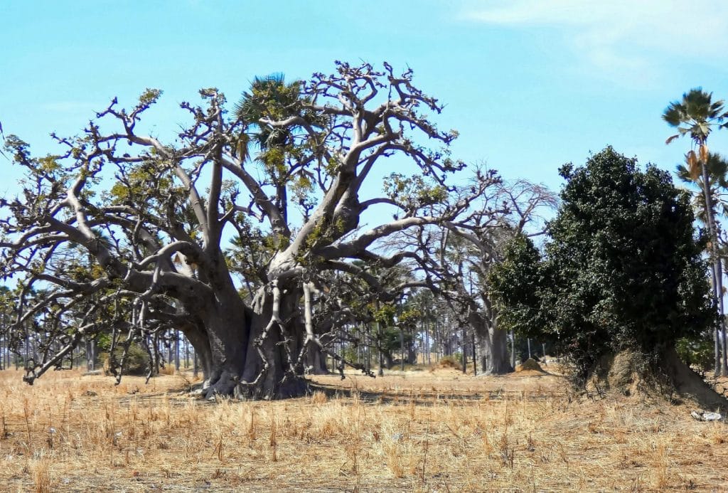 Appui à l'ASERGMV pour renforcer la résilience des écosystèmes et des communautés face au changement climatique, par la FAO Sénégal